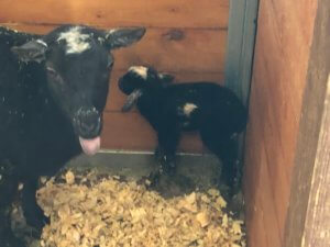 Baby Goat 1hr old
